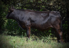 Wagyu bulls